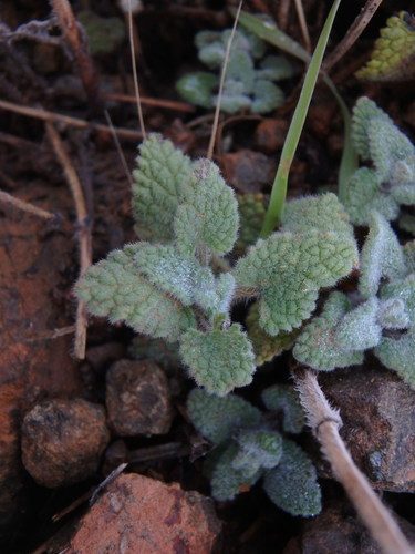 Nepeta italica 4