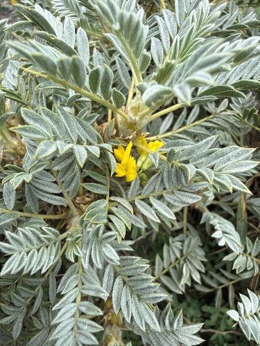 Astragalus microcephalus 2