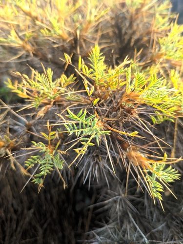 Astragalus microcephalus 4