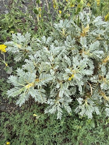 Astragalus microcephalus 3
