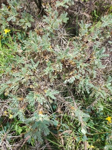 Astragalus microcephalus 6