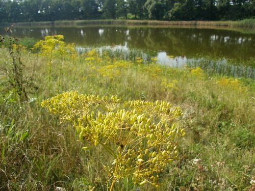 Ferulago galbanifera 3