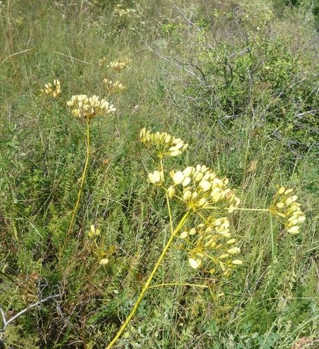 Ferulago galbanifera 5