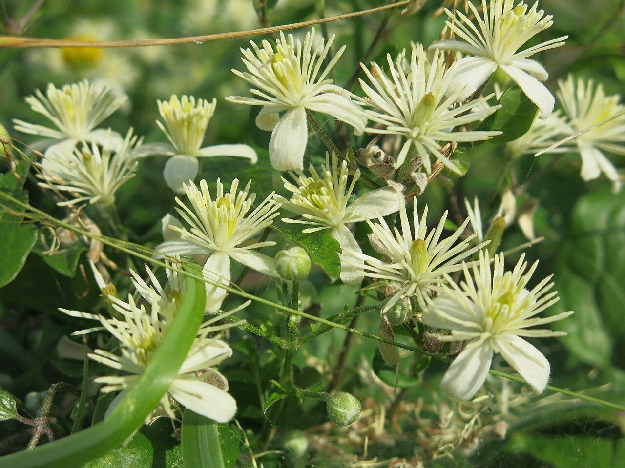Clematis vitalba 2