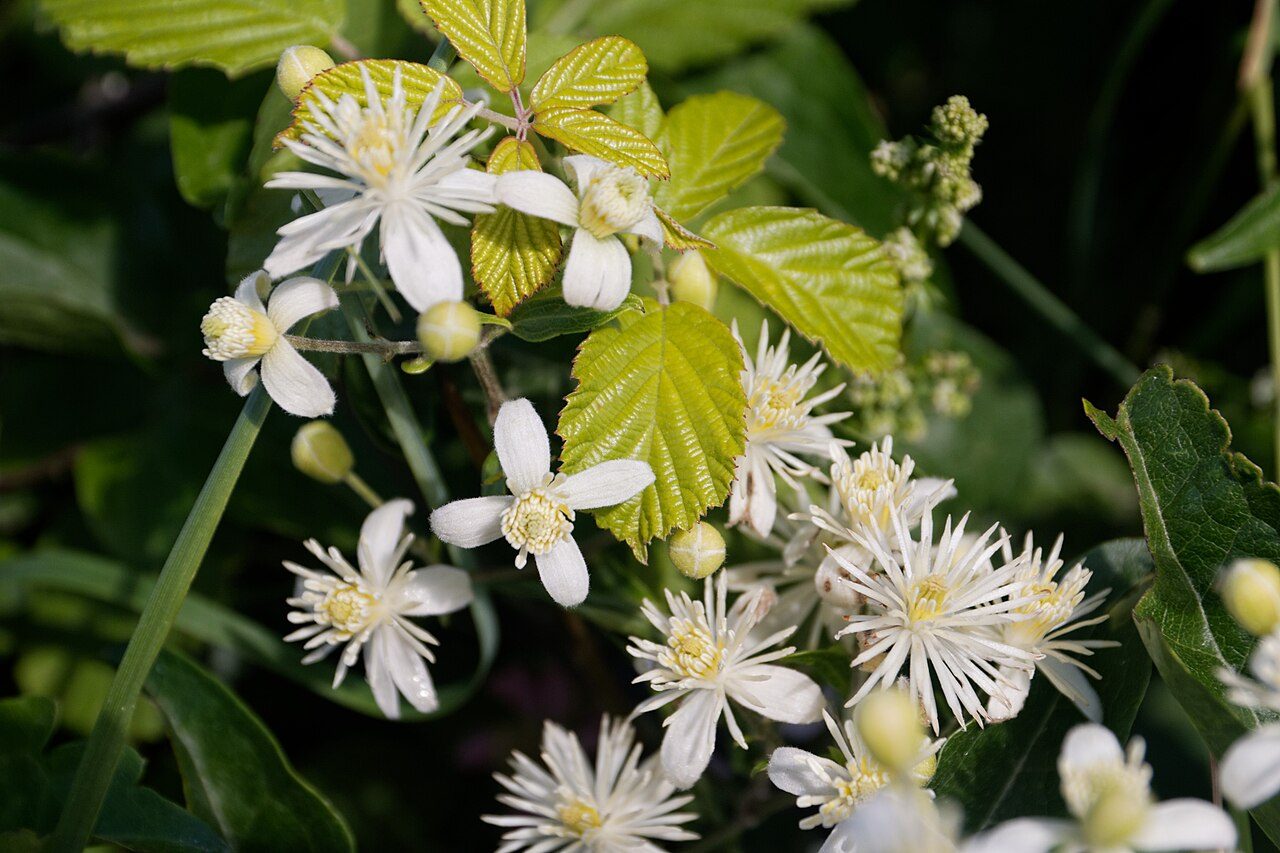 Clematis vitalba 3