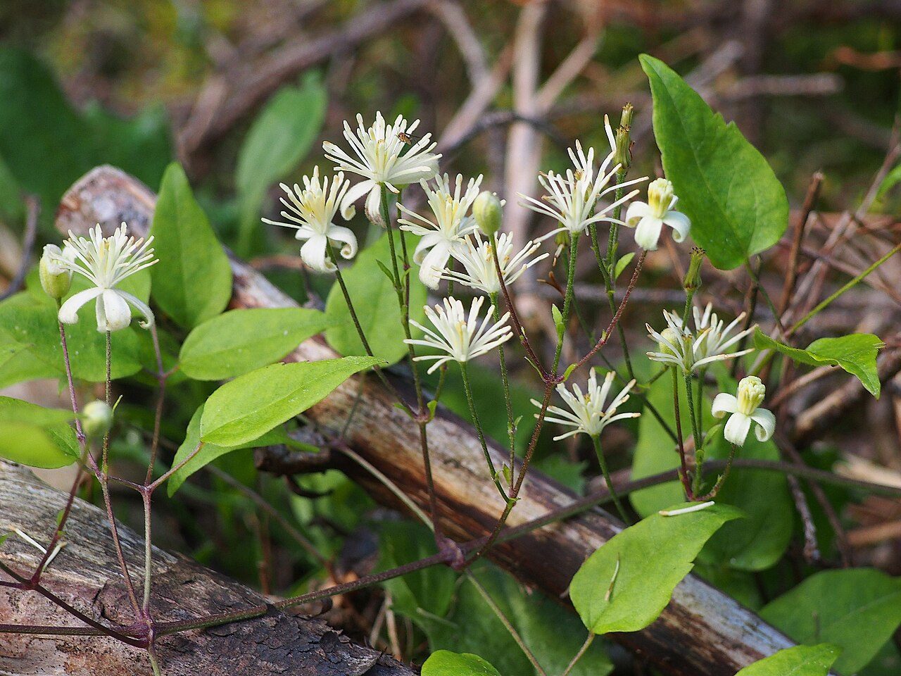 Clematis vitalba 4