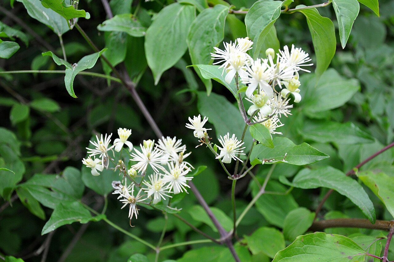 Clematis vitalba 5