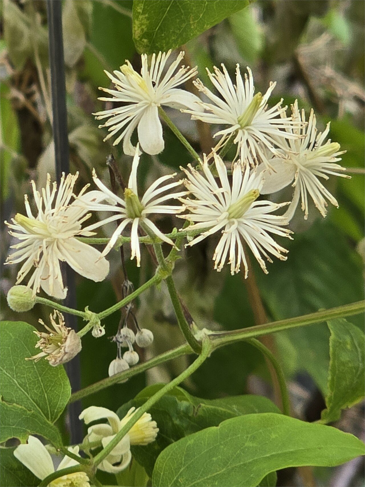 Clematis vitalba 6