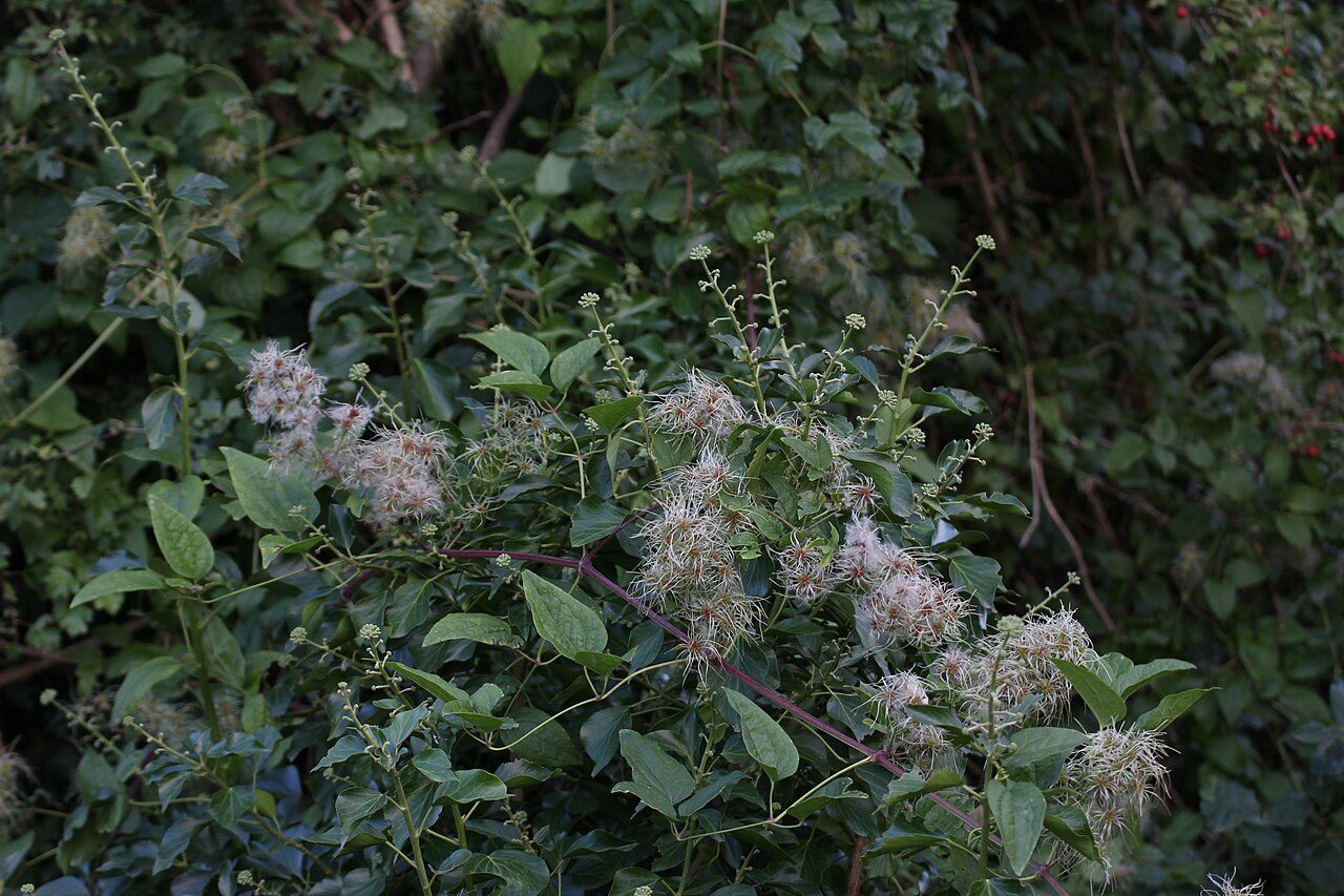 Clematis vitalba 7