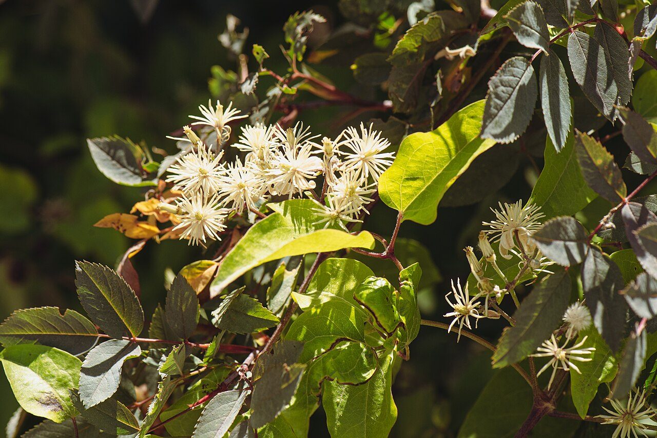 Clematis vitalba 9