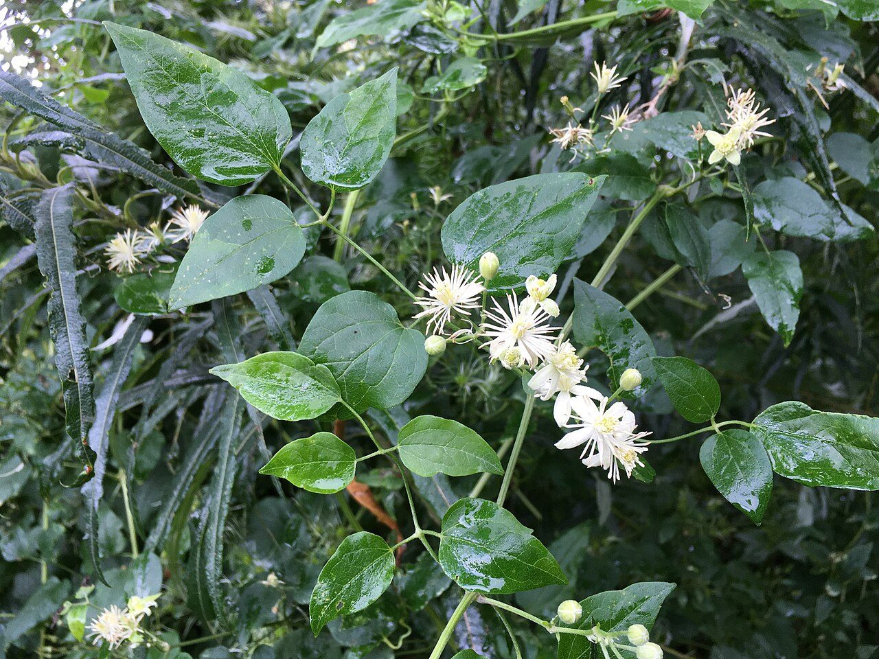 Clematis vitalba 10