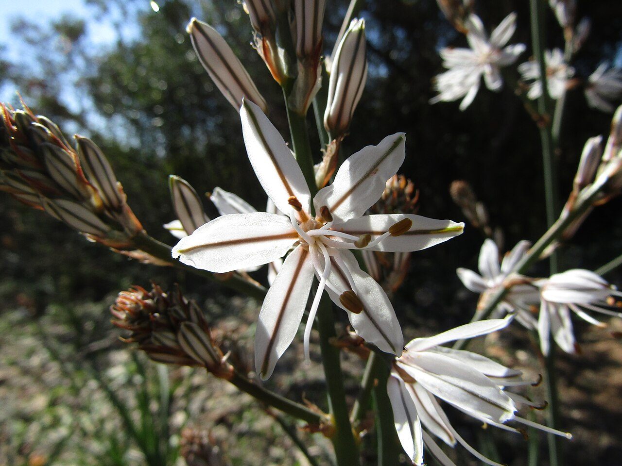 Asphodelus aestivus