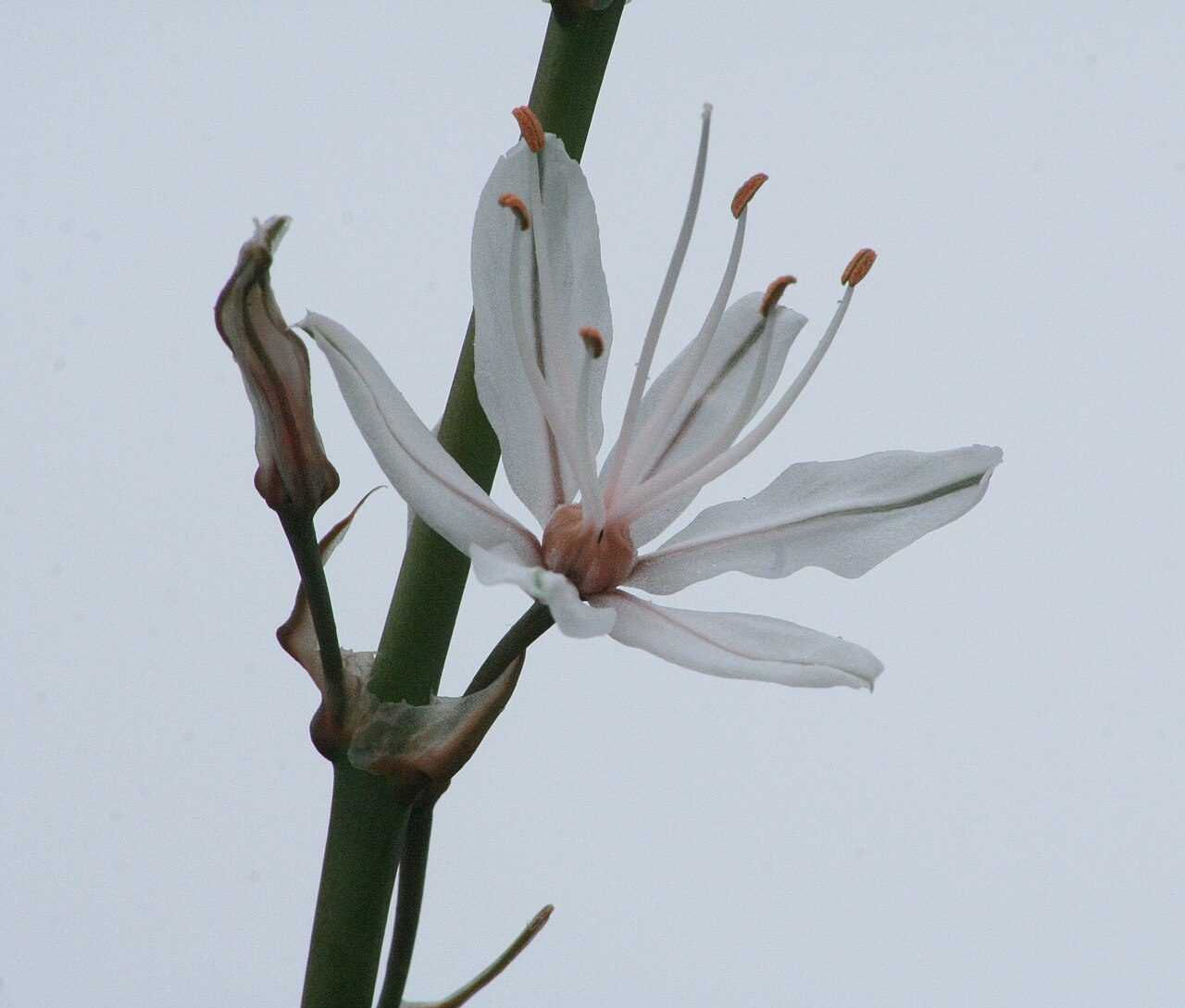 Asphodelus aestivus 2