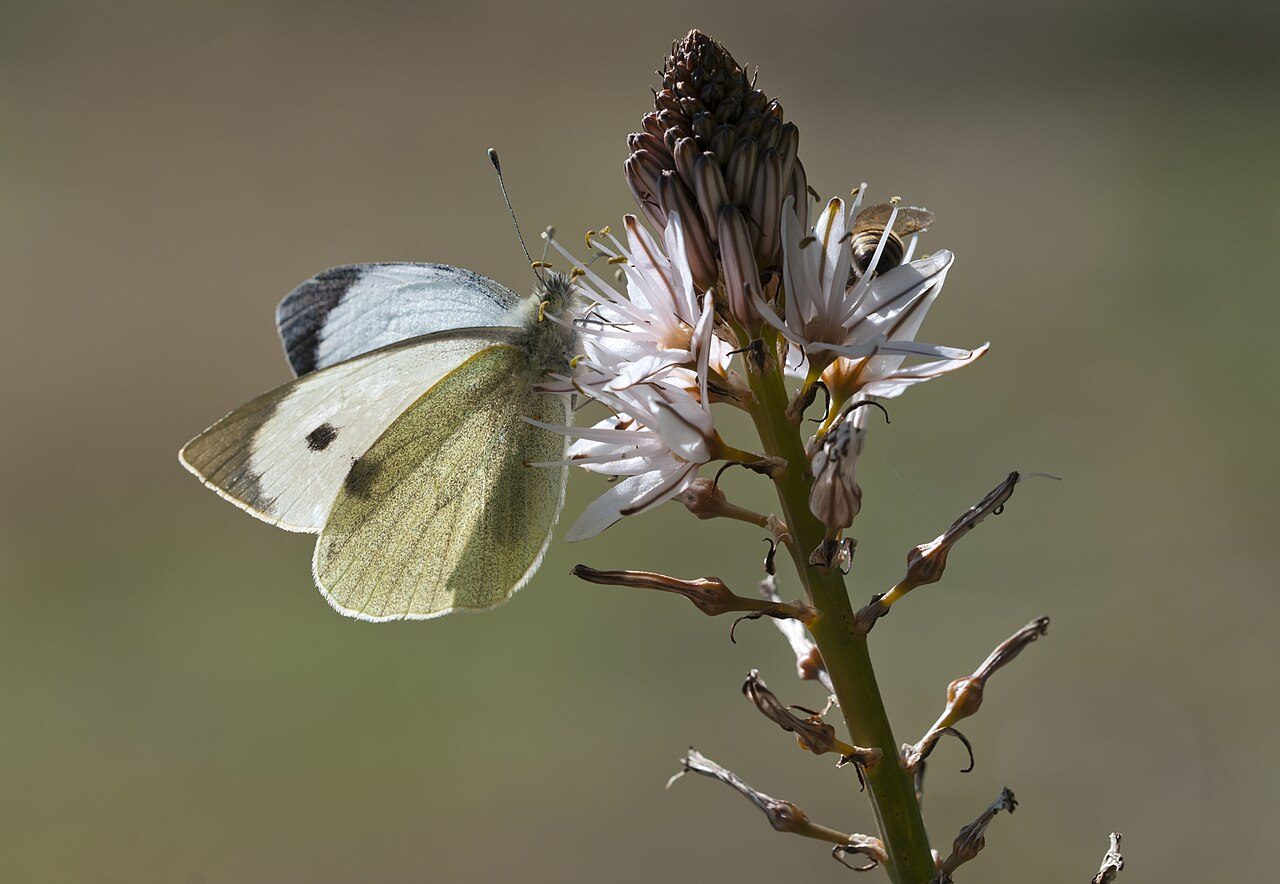 Asphodelus aestivus 3