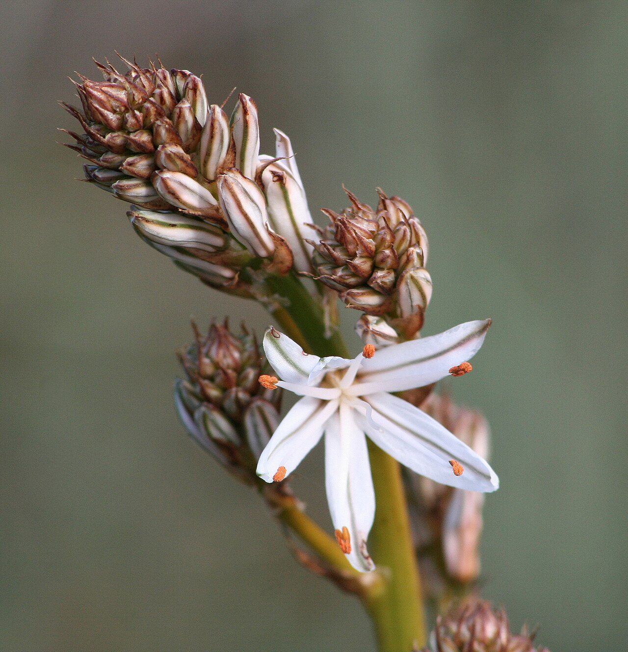 Asphodelus aestivus 5