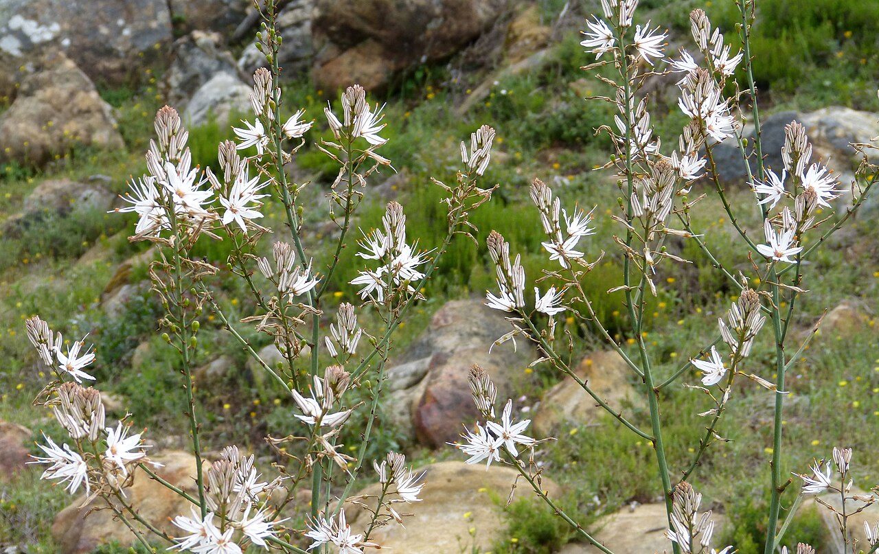 Asphodelus aestivus 6