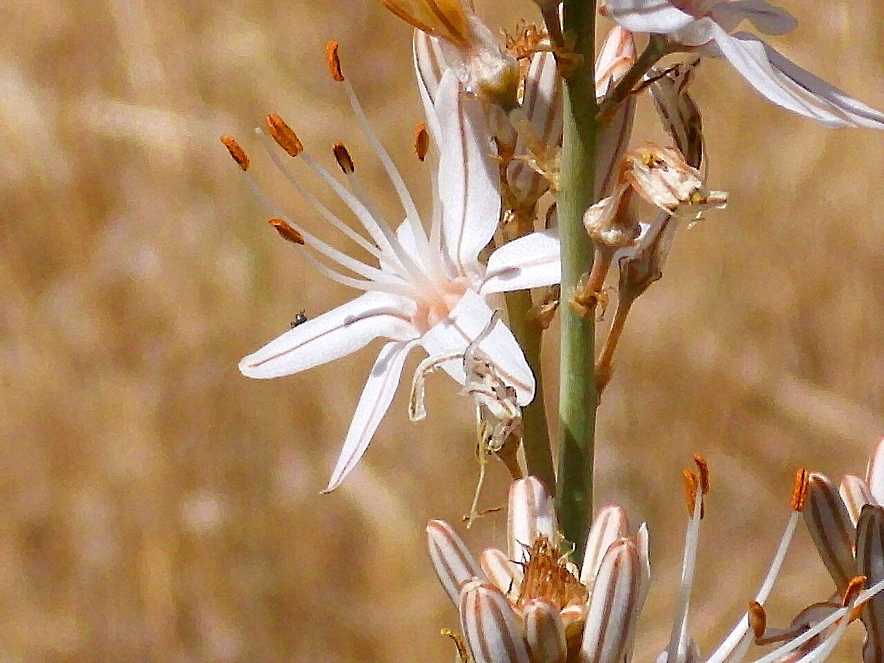 Asphodelus aestivus 7