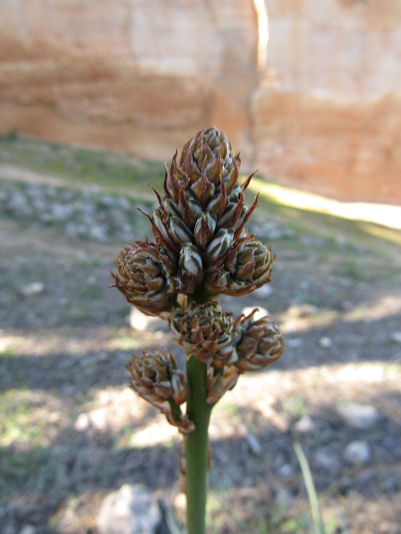 Asphodelus aestivus 9