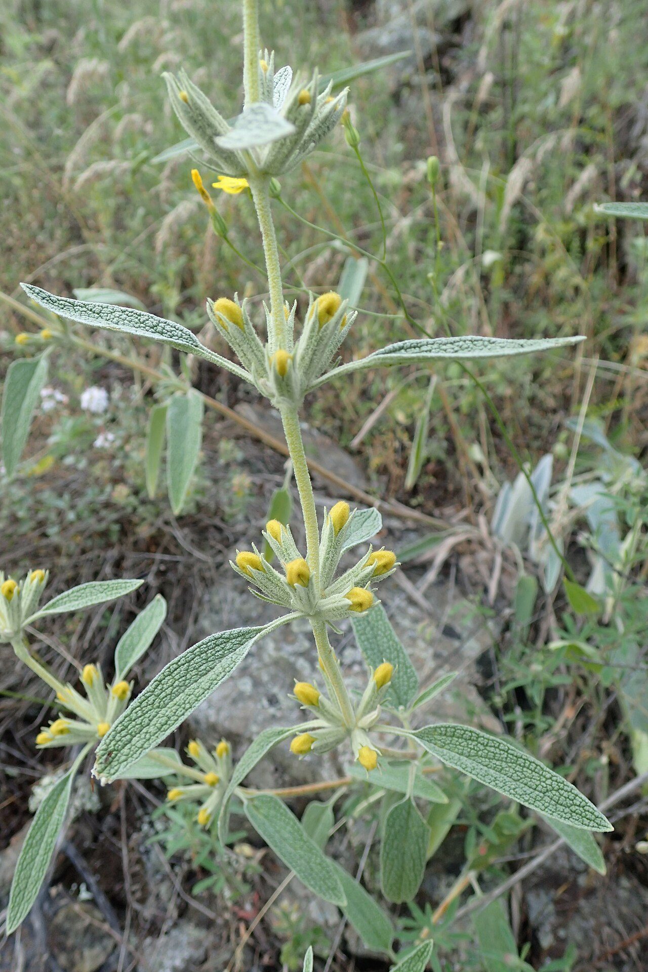Phlomis armeniaca