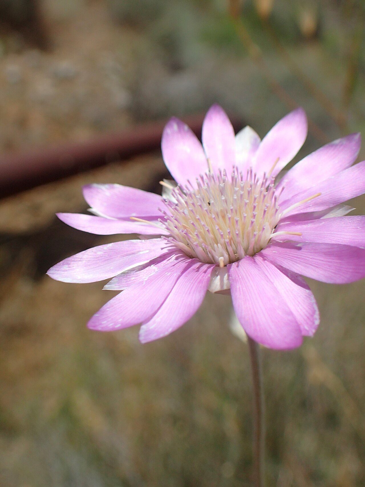 Xeranthemum annuum 3
