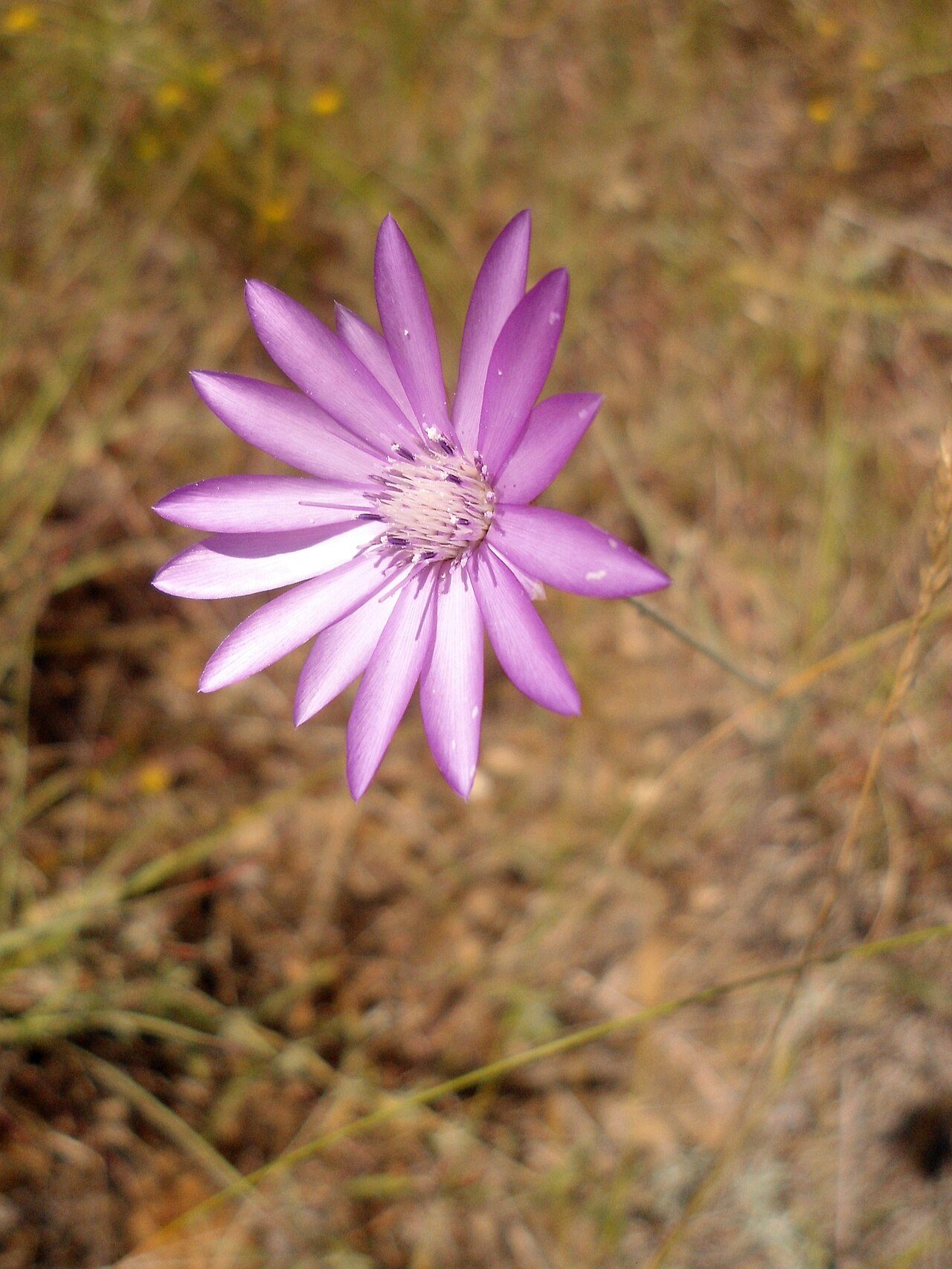 Xeranthemum annuum 4