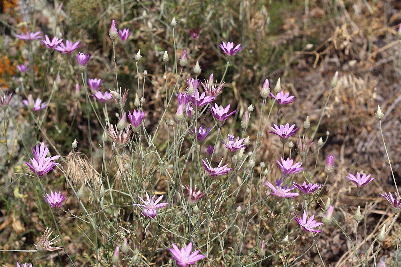 Xeranthemum annuum 5