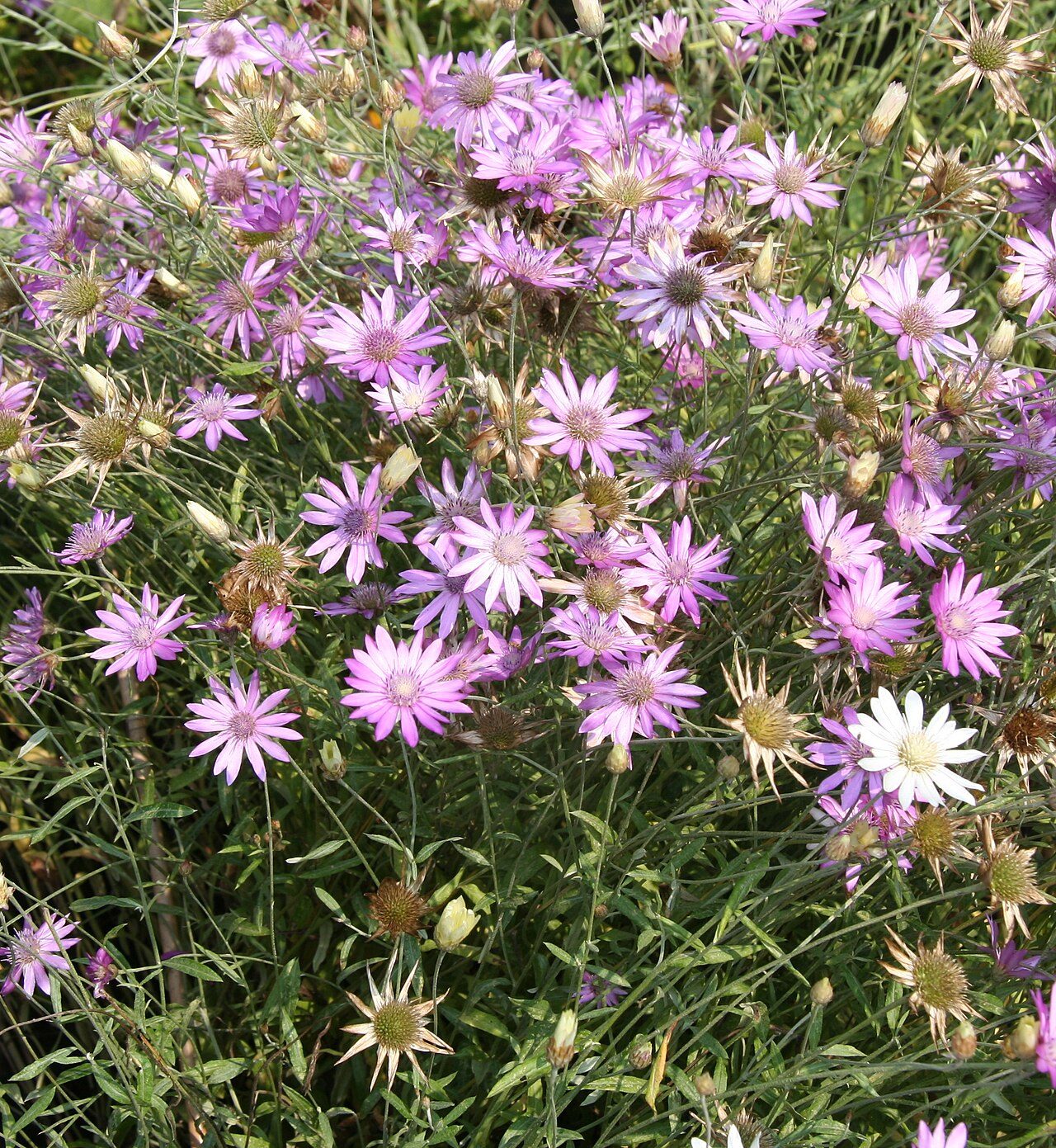 Xeranthemum annuum 6