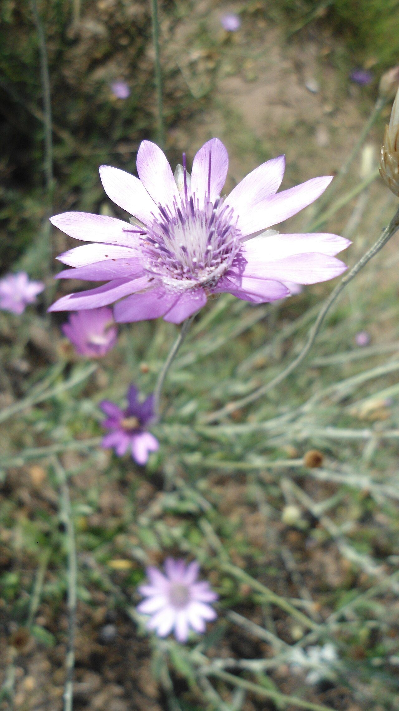 Xeranthemum annuum 8