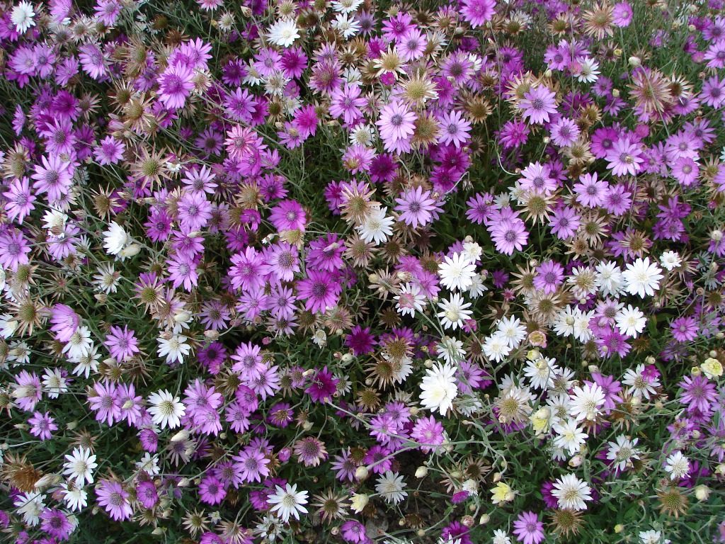 Xeranthemum annuum 9