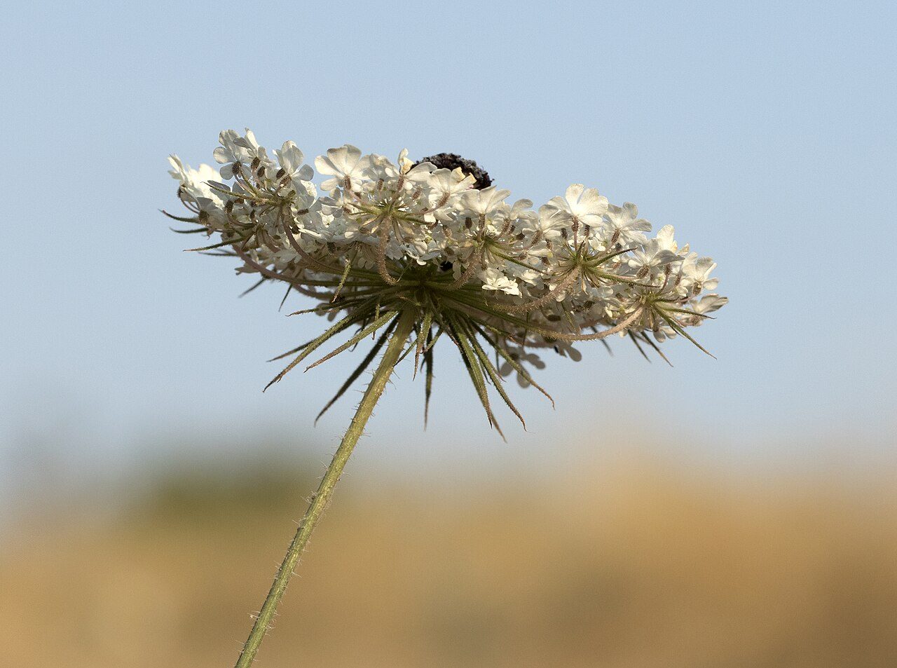 الجزر البري 3