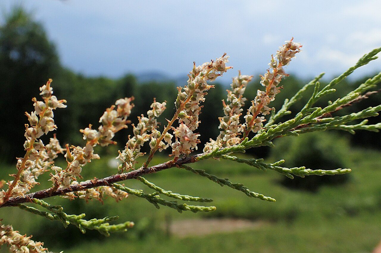 Tamarix smyrnensis