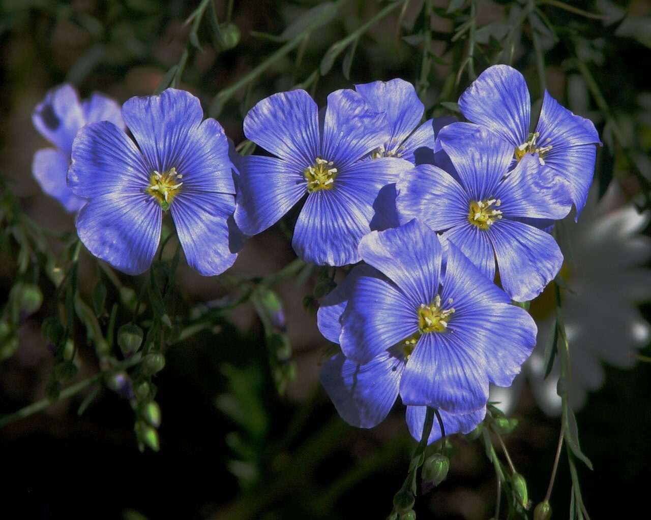 Flax