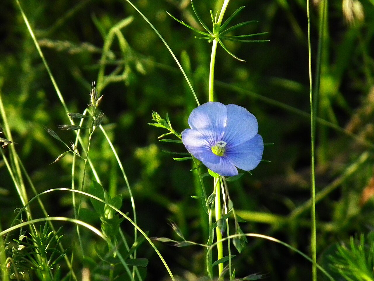 Flax 2