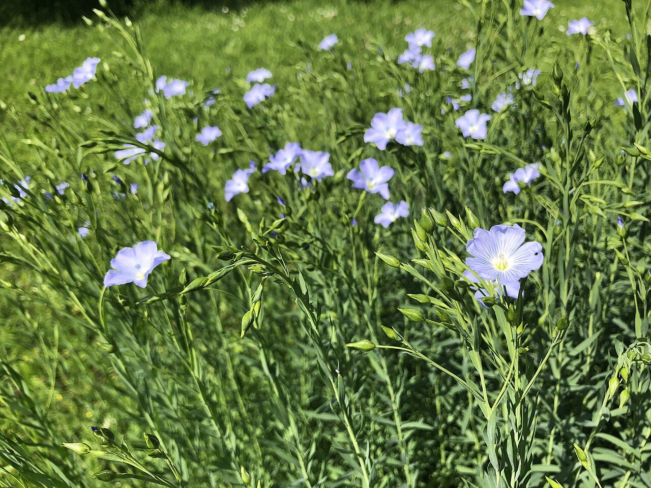 Flax 3