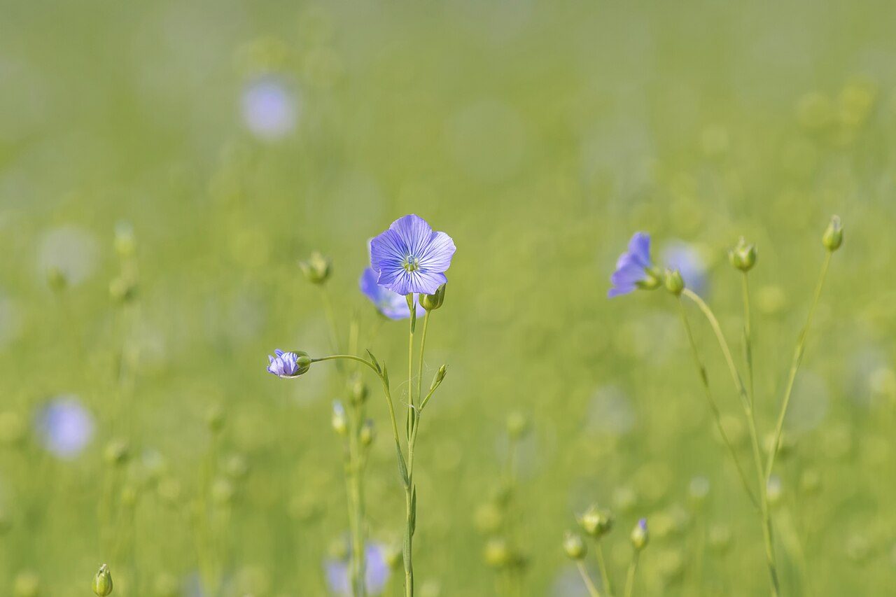 Flax 4