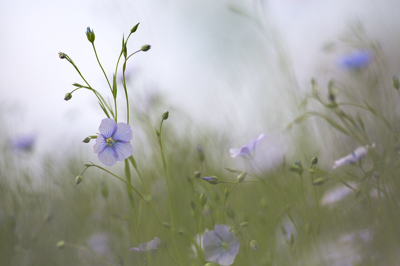 Flax 5