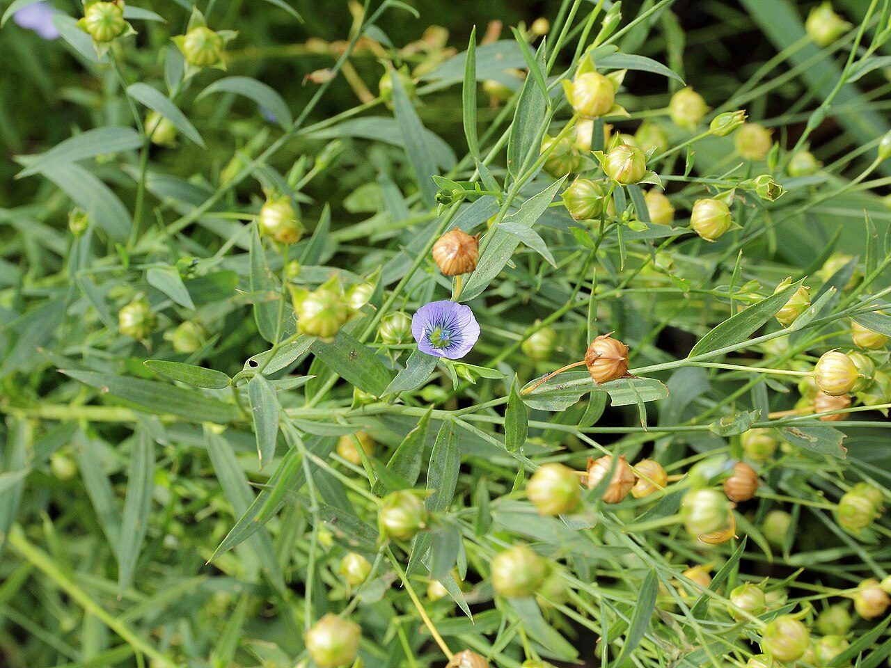 Flax 6