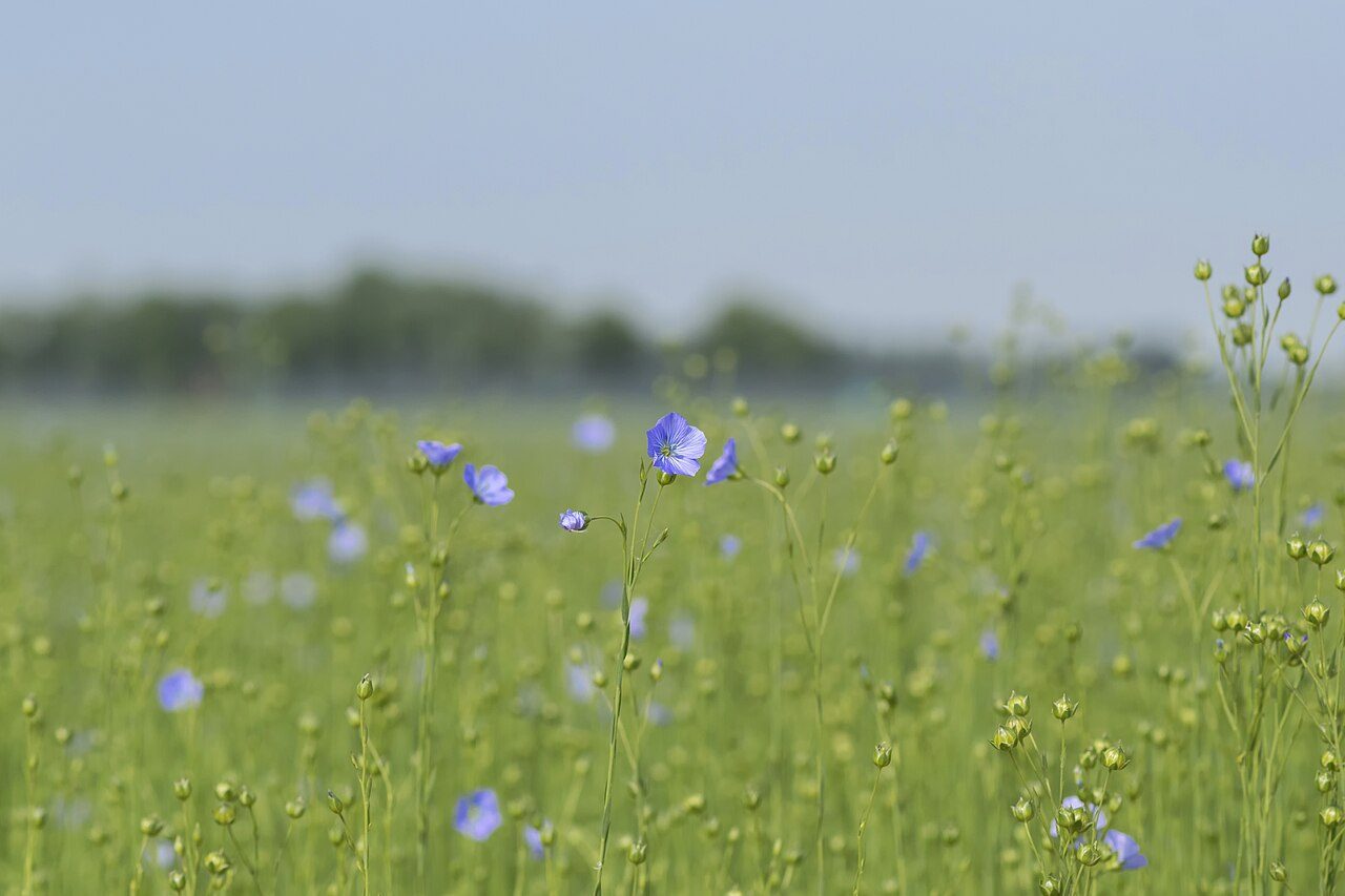 Flax 7