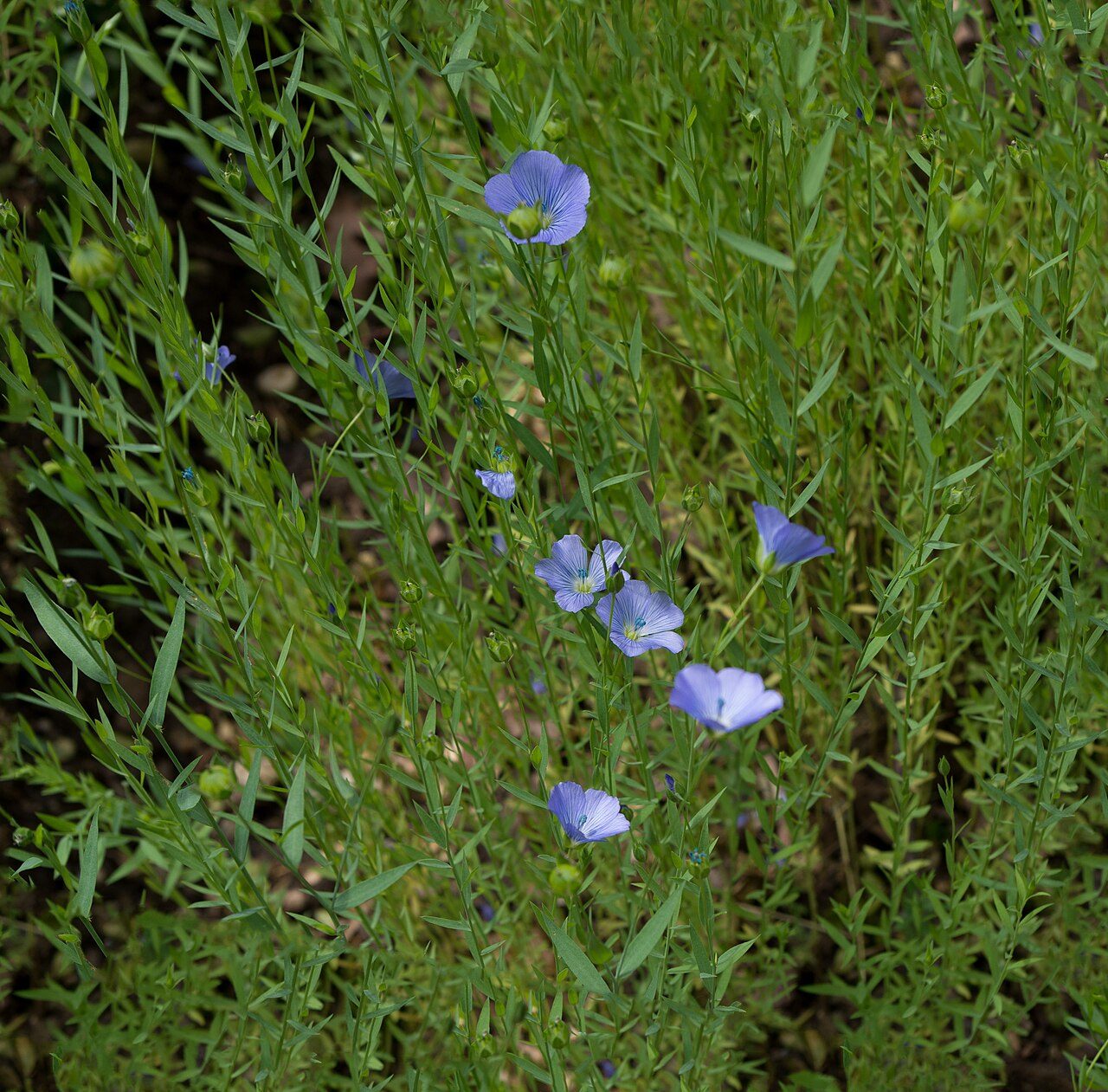 Flax 8