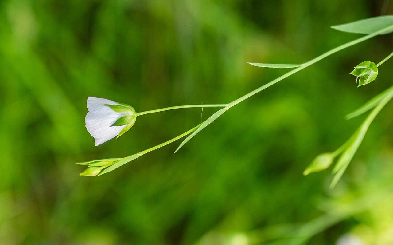 Flax 9