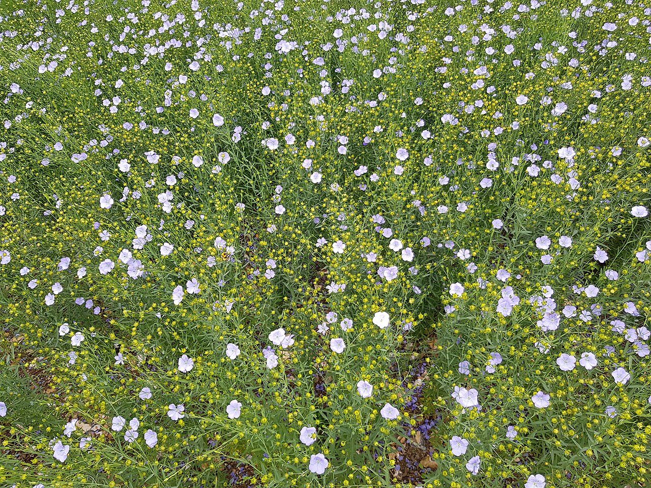 Flax 10