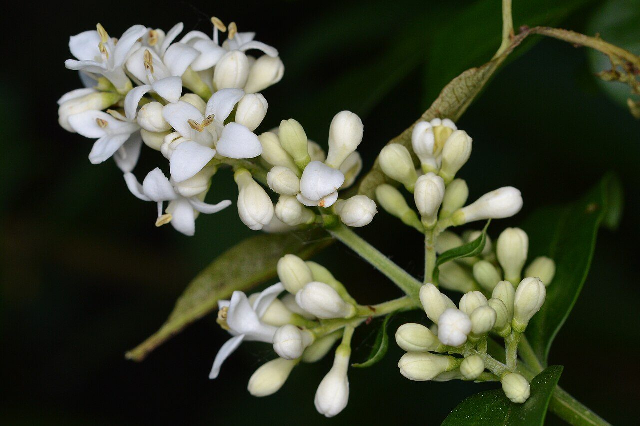 Ligustrum vulgare