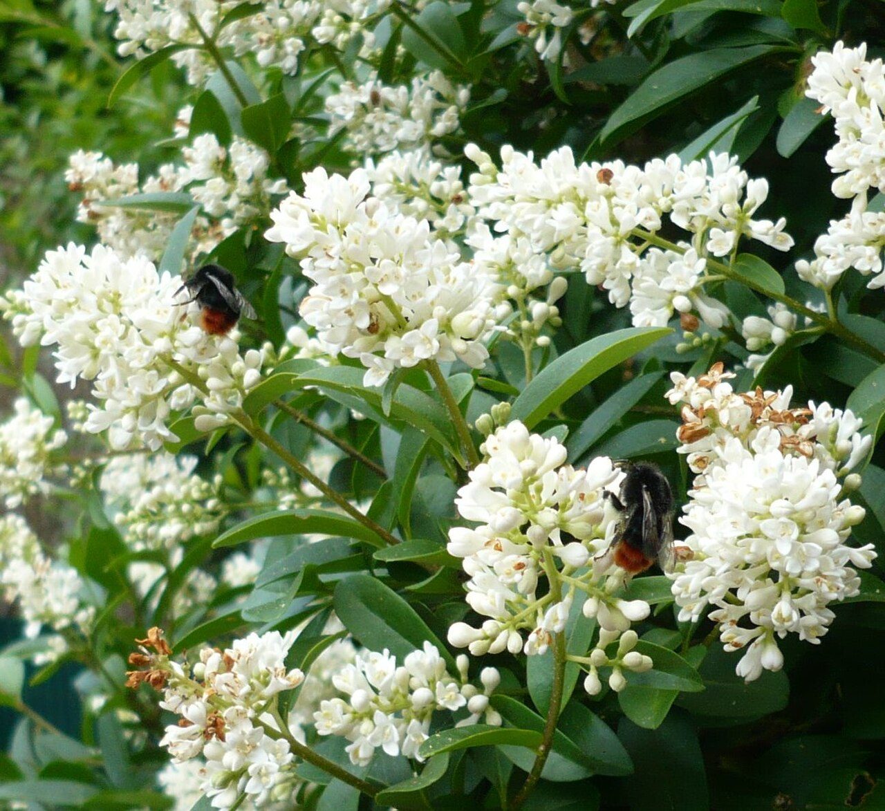 Ligustrum vulgare 2