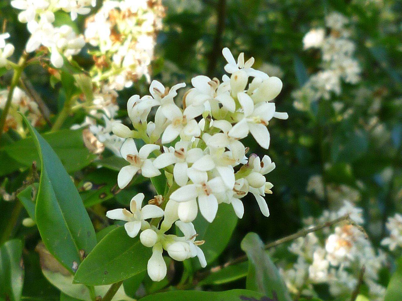 Ligustrum vulgare 3
