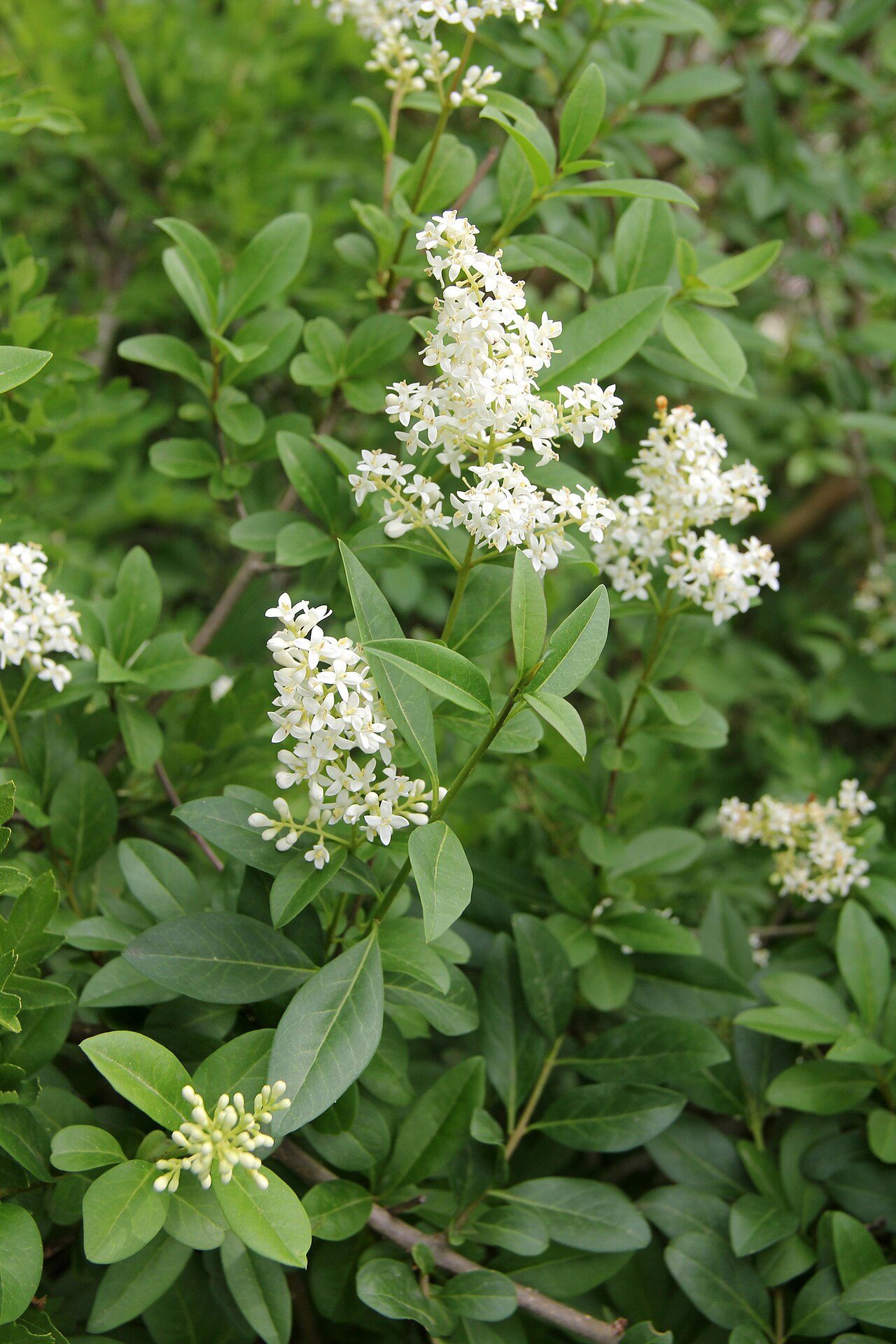 Ligustrum vulgare 4