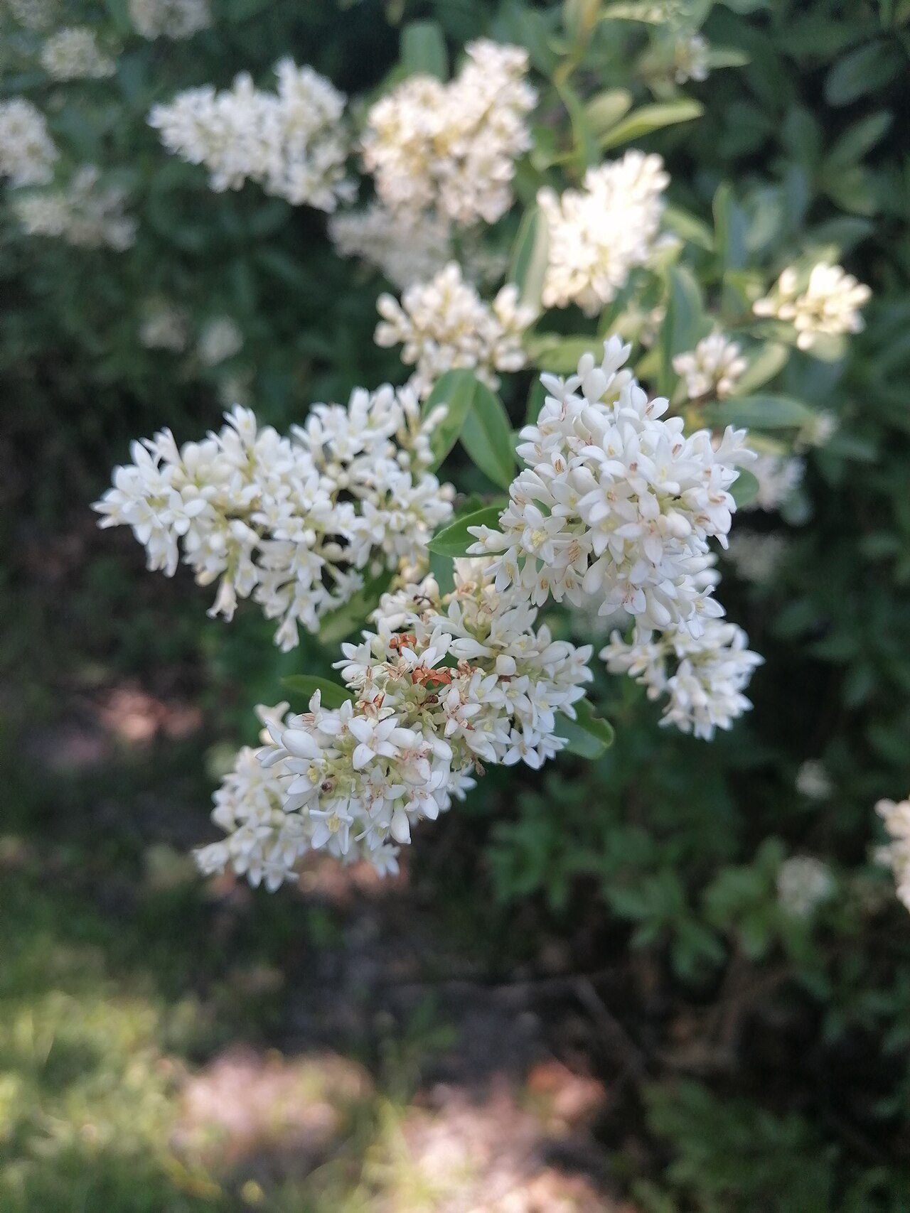 Ligustrum vulgare 5