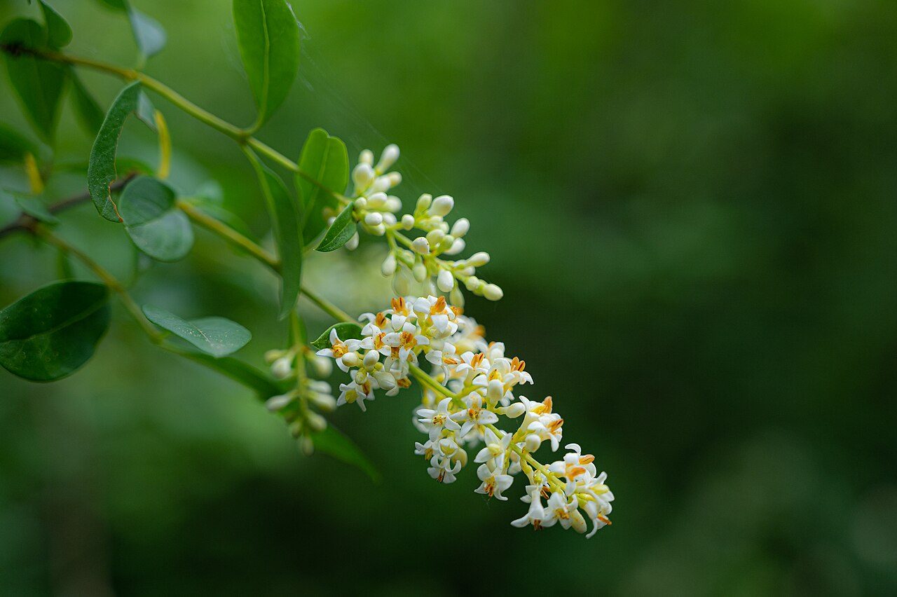 Ligustrum vulgare 6