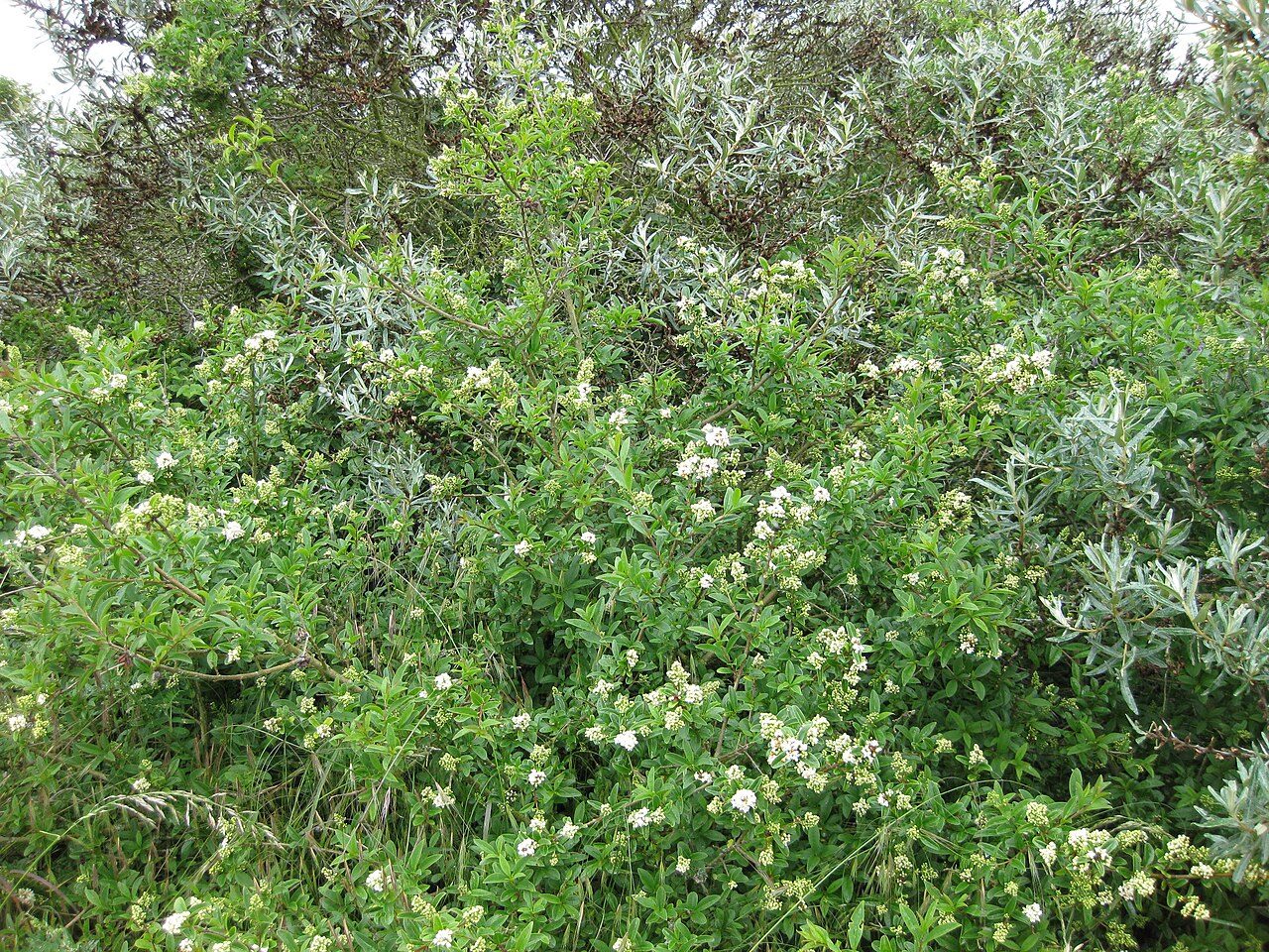 Ligustrum vulgare 7