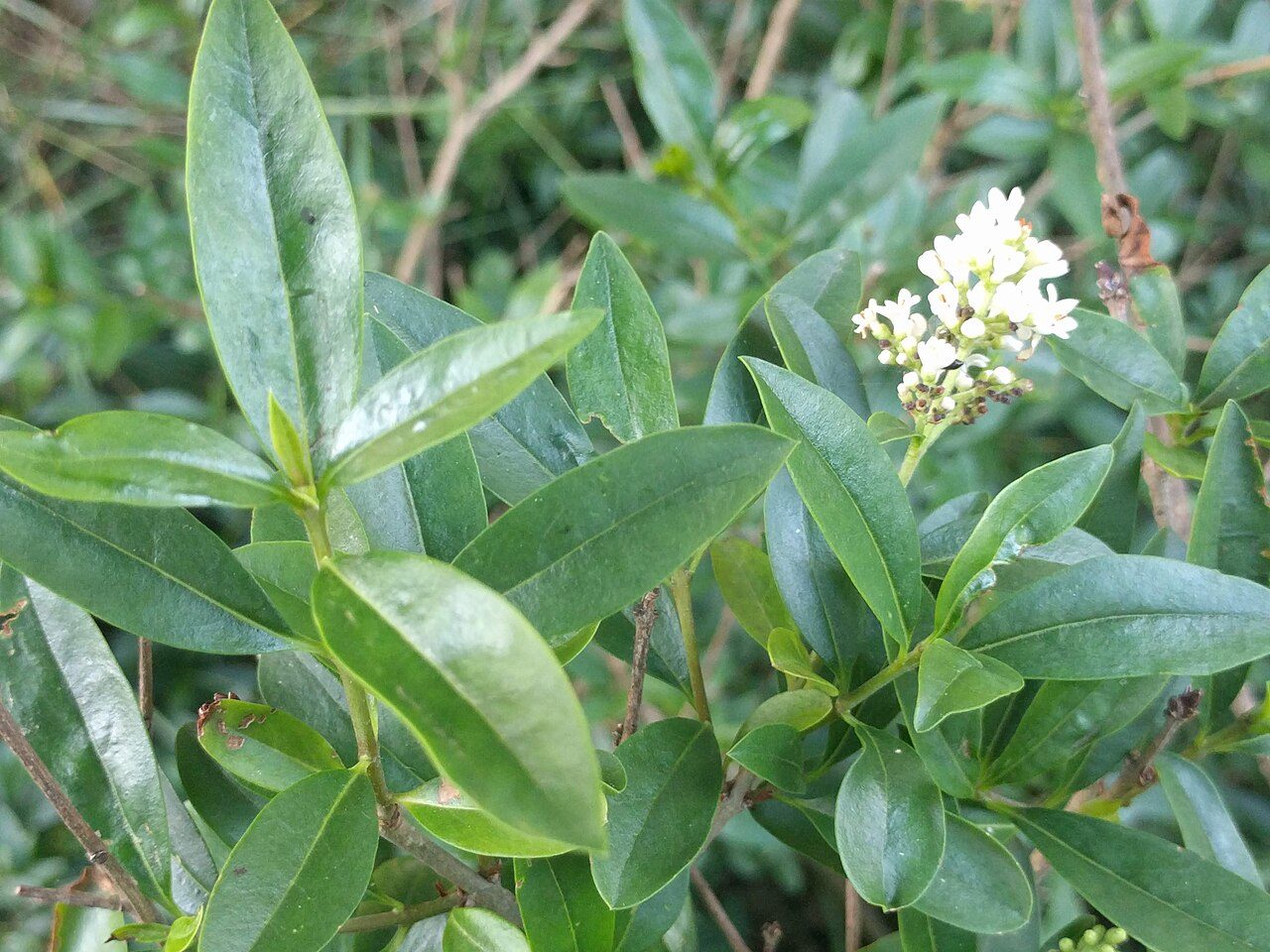 Ligustrum vulgare 8