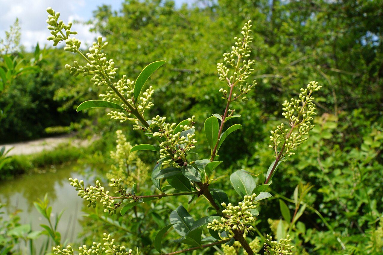 Ligustrum vulgare 9
